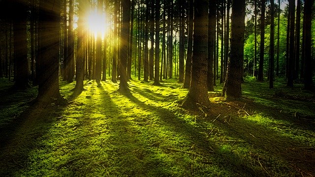 nature-3294681_640